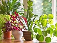 Растения в доме: рекомендации по фен шуй