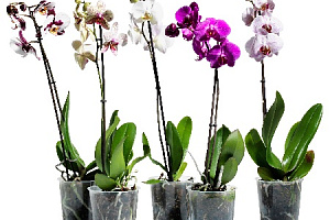 Орхидеи фаленопсис оптом 